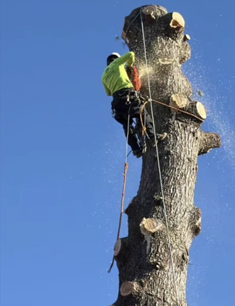 Vasquez climber roped high on a tall oak trunk, cutting with sawdust flying